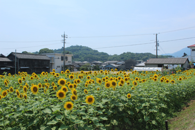 himawari1.jpg