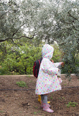 olive4.jpg